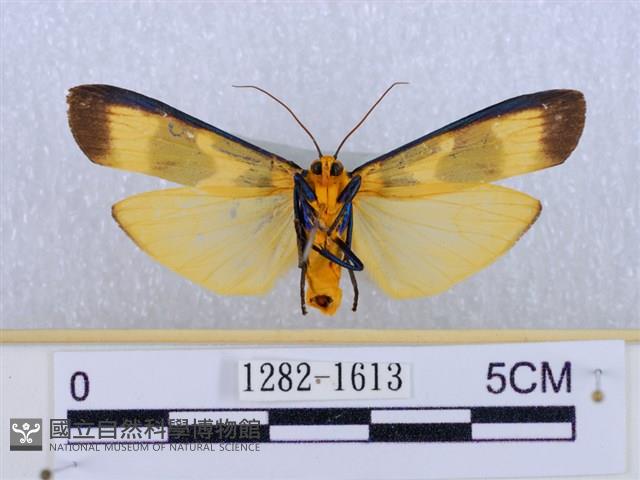 閃光苔蛾藏品圖，第2張