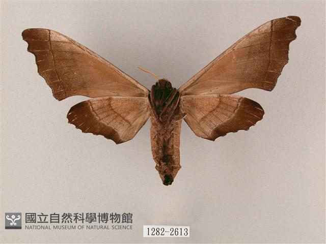 齒翅三線天蛾藏品圖，第2張