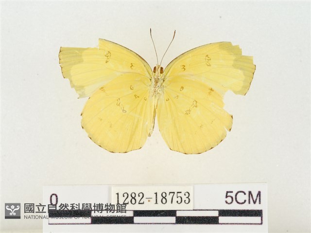 淡色黃蝶藏品圖，第2張