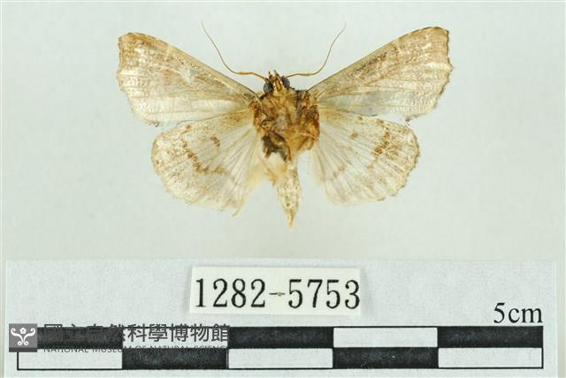 粉紅帶散紋夜蛾藏品圖，第2張