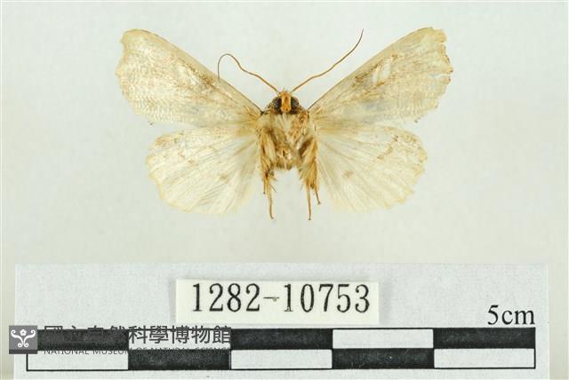 紅暈散紋夜蛾藏品圖，第2張