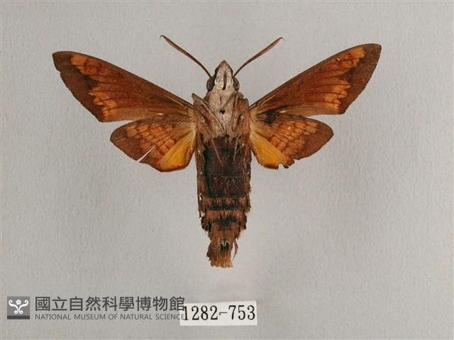 背帶長喙天蛾藏品圖，第2張