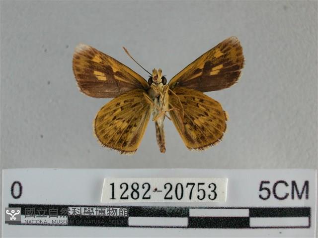 黃星弄蝶藏品圖，第2張