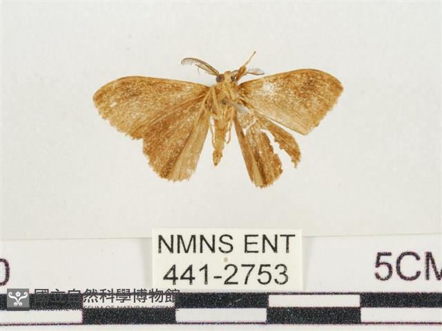 小白紋毒蛾藏品圖，第2張