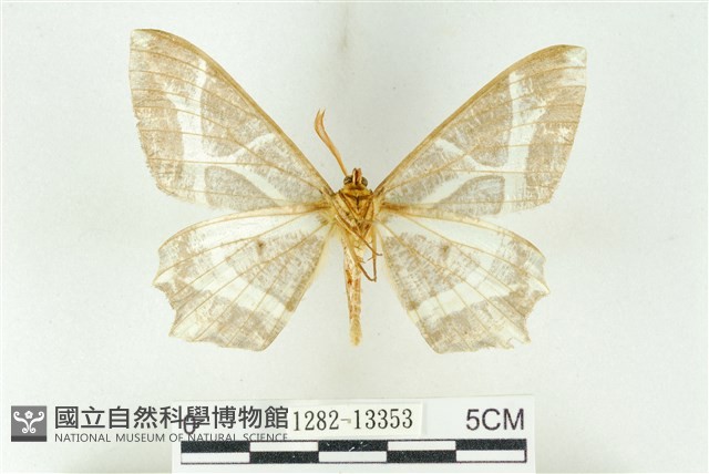 樹形尺蛾藏品圖，第2張