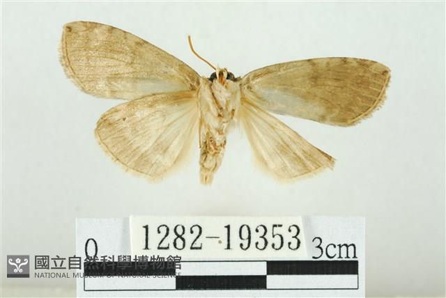 藹環波紋蛾藏品圖，第2張