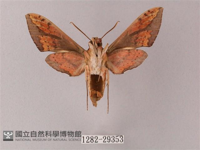 臺灣白肩天蛾藏品圖，第2張