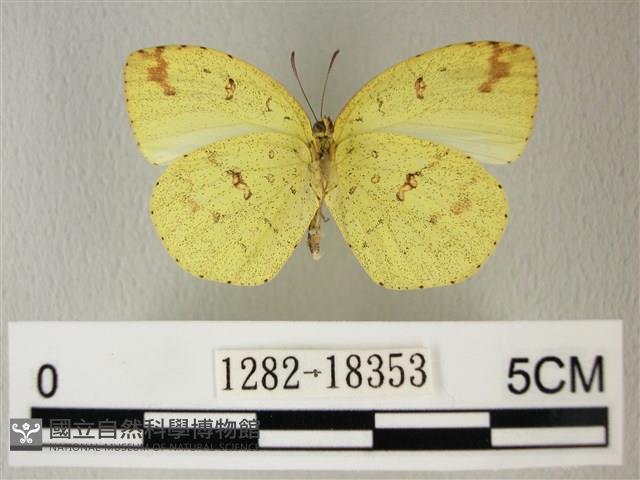 荷氏黃蝶藏品圖，第2張