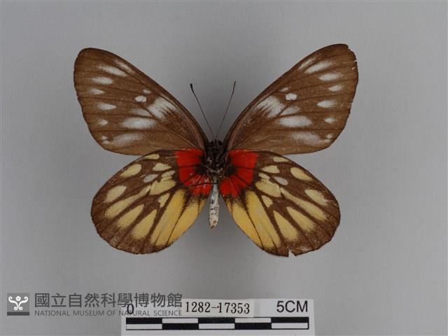 豔粉蝶藏品圖，第2張