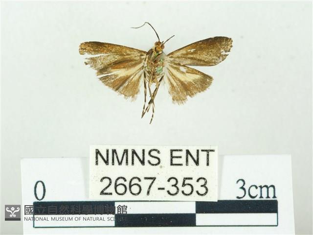 叉紋閃舞蛾藏品圖，第2張