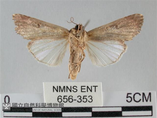 斜紋夜盜蛾藏品圖，第2張