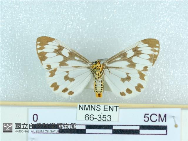 粉蝶燈蛾藏品圖，第2張