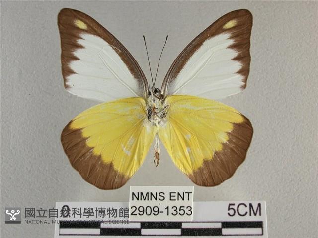 異色尖粉蝶藏品圖，第2張