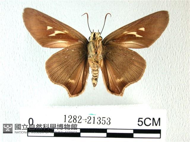 長翅弄蝶藏品圖，第2張