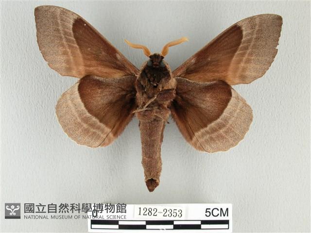 松大毛蟲藏品圖，第2張