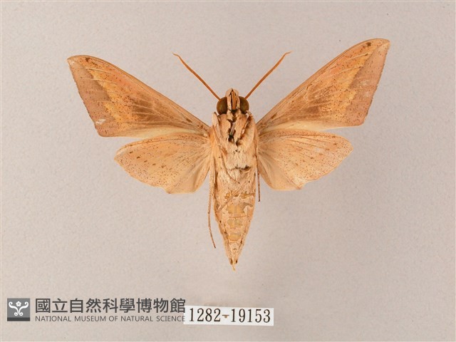 直翅斜紋天蛾藏品圖，第2張