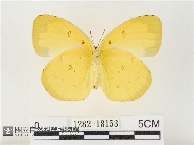 島嶼黃蝶、江崎黃蝶藏品圖，第2張