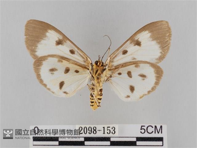 長斑擬燈蛾藏品圖，第2張
