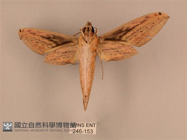 棕綠背線天蛾藏品圖，第2張