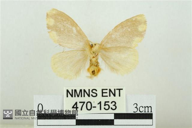 黑翅黃毒蛾藏品圖，第2張