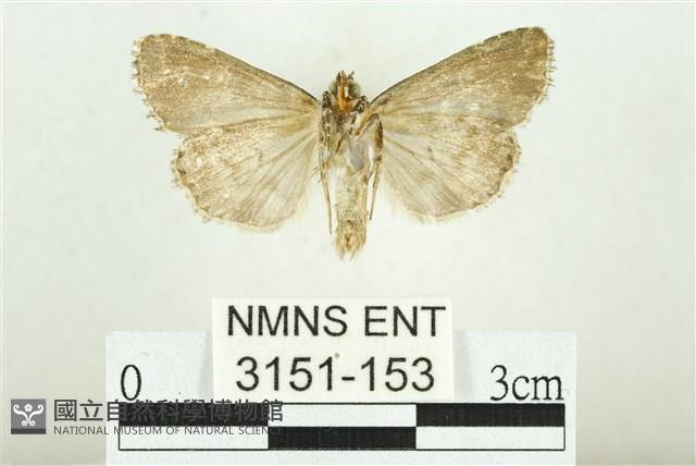 白斑散紋夜蛾藏品圖，第2張