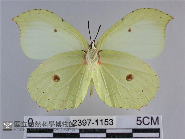 臺灣鉤粉蝶藏品圖，第2張