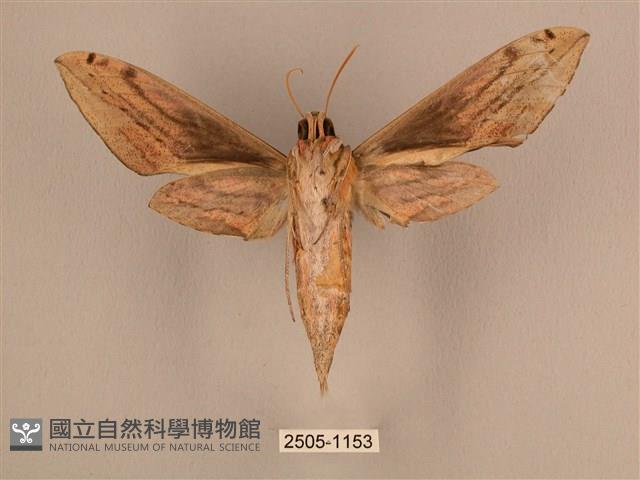 棕綠背線天蛾藏品圖，第2張