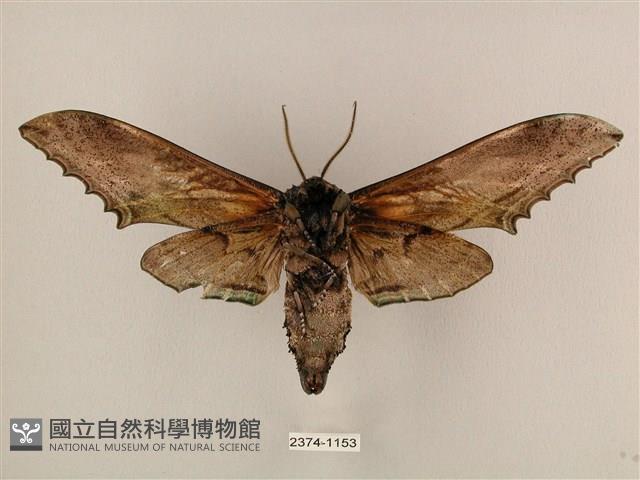 臺灣鋸翅天蛾藏品圖，第2張