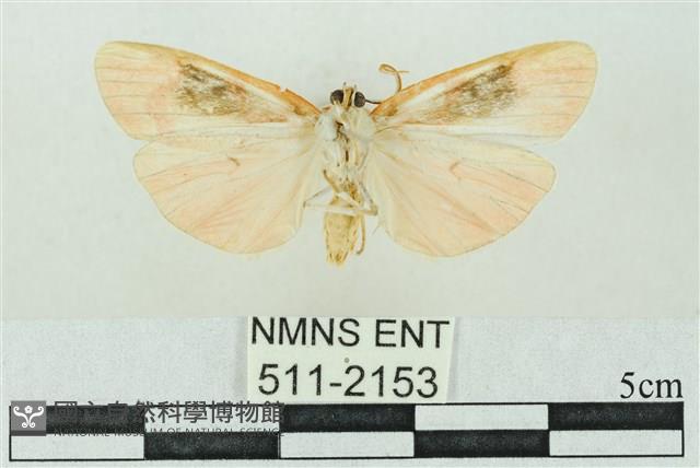 臺雪苔蛾藏品圖，第2張