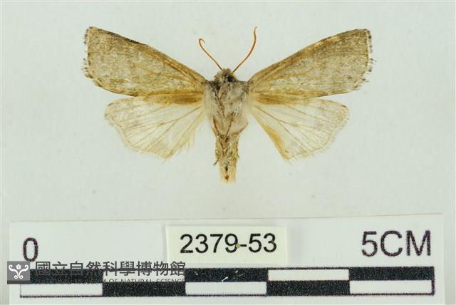 帶波紋蛾藏品圖，第2張