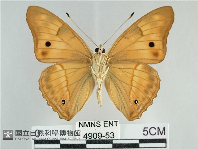 金鎧蛺蝶藏品圖，第2張