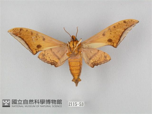 裂斑鷹翅天蛾藏品圖，第2張