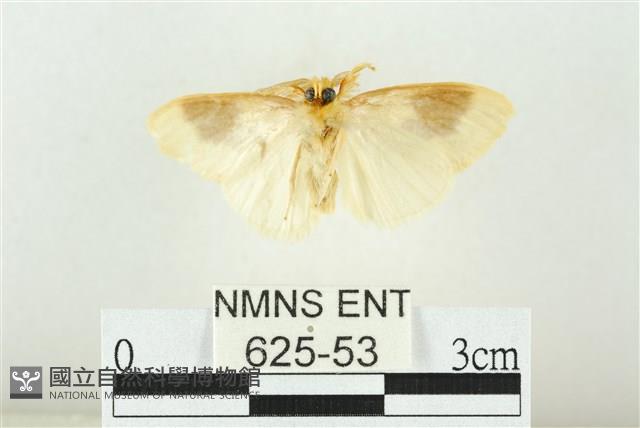 寬紋黃毒蛾藏品圖，第2張