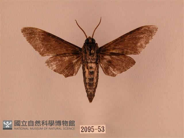 白星天蛾藏品圖，第2張