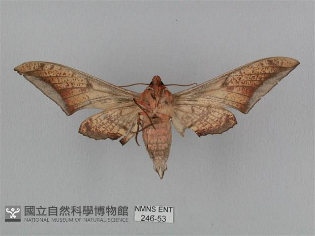 黑帶鷹翅天蛾藏品圖，第2張