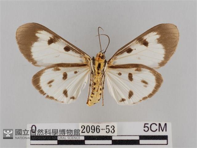 長斑擬燈蛾藏品圖，第2張