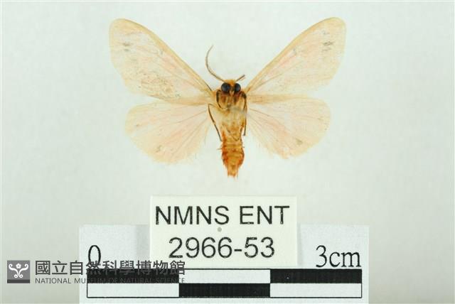 三條橙燈蛾藏品圖，第2張