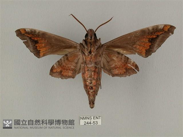 全緣缺角天蛾藏品圖，第2張