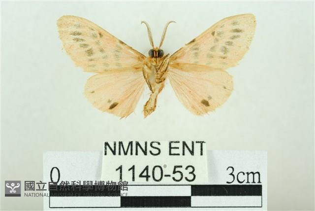 三條橙燈蛾藏品圖，第2張