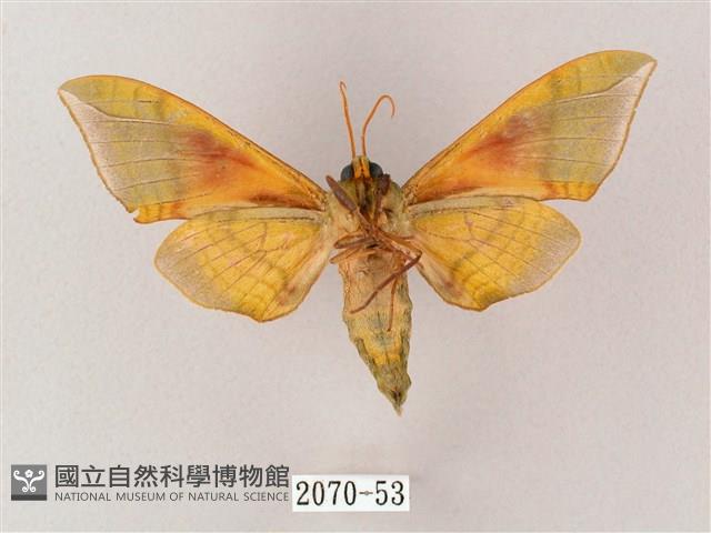 榆綠天蛾藏品圖，第2張