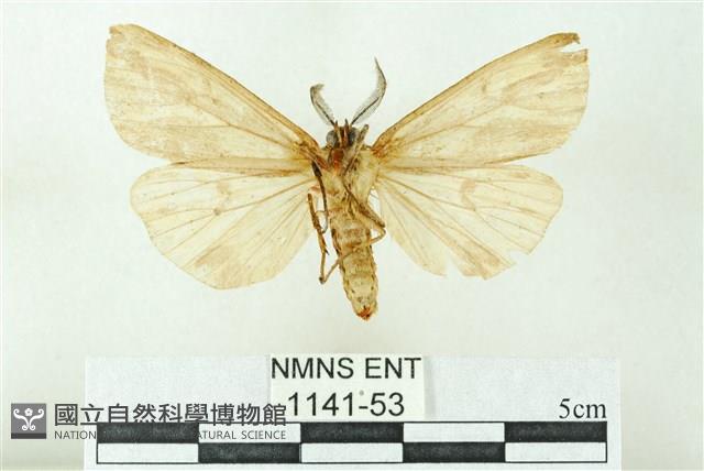 赭新污燈蛾藏品圖，第2張