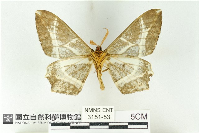 樹形尺蛾藏品圖，第2張