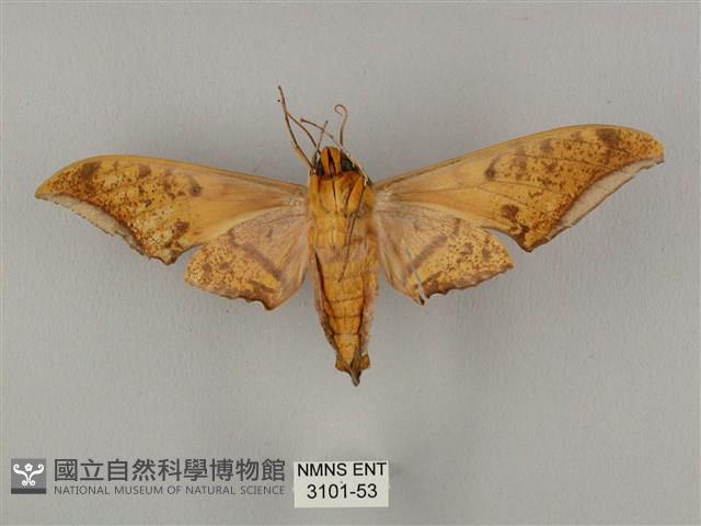 裂斑鷹翅天蛾藏品圖，第2張