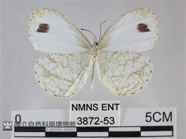 纖粉蝶、黑點粉蝶藏品圖，第2張