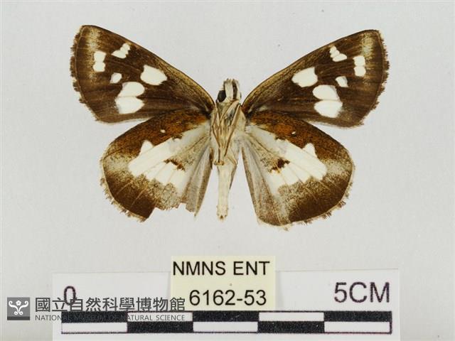 薑弄蝶藏品圖，第2張