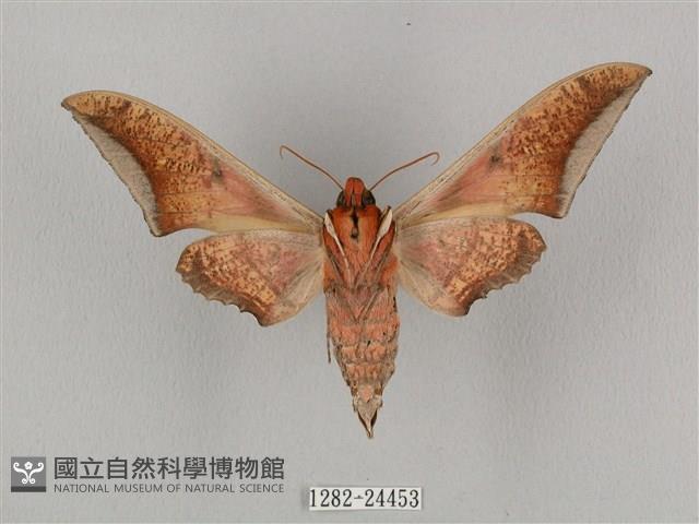 黑帶鷹翅天蛾藏品圖，第2張