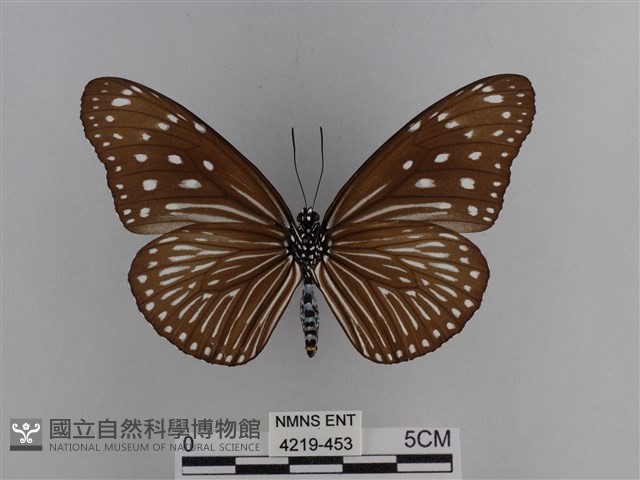 異紋紫斑蝶藏品圖，第2張