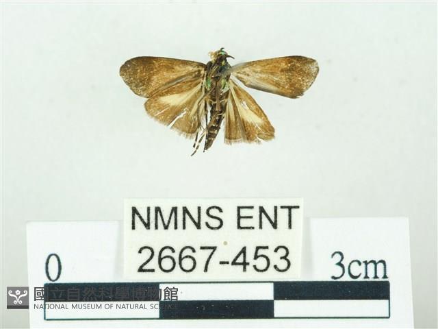 叉紋閃舞蛾藏品圖，第2張