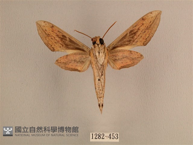 背線天蛾藏品圖，第2張