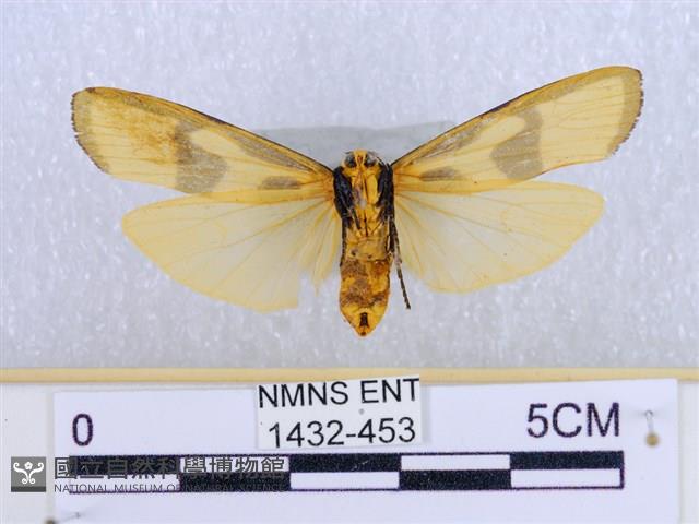 閃光苔蛾藏品圖，第2張